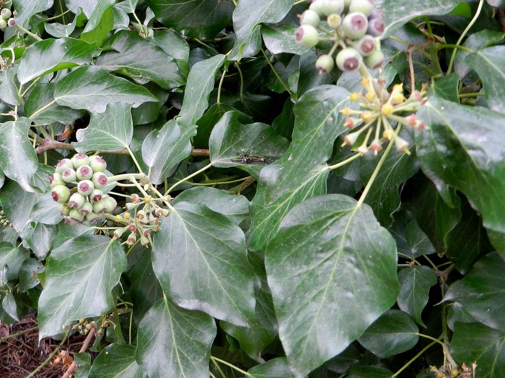 Hedera sp.da identificare